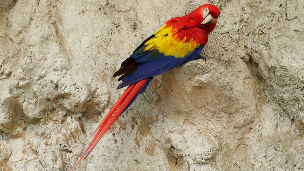 Scarlet macaw perched on the clay wall at Bird Paradise’s Crimson Wetlands