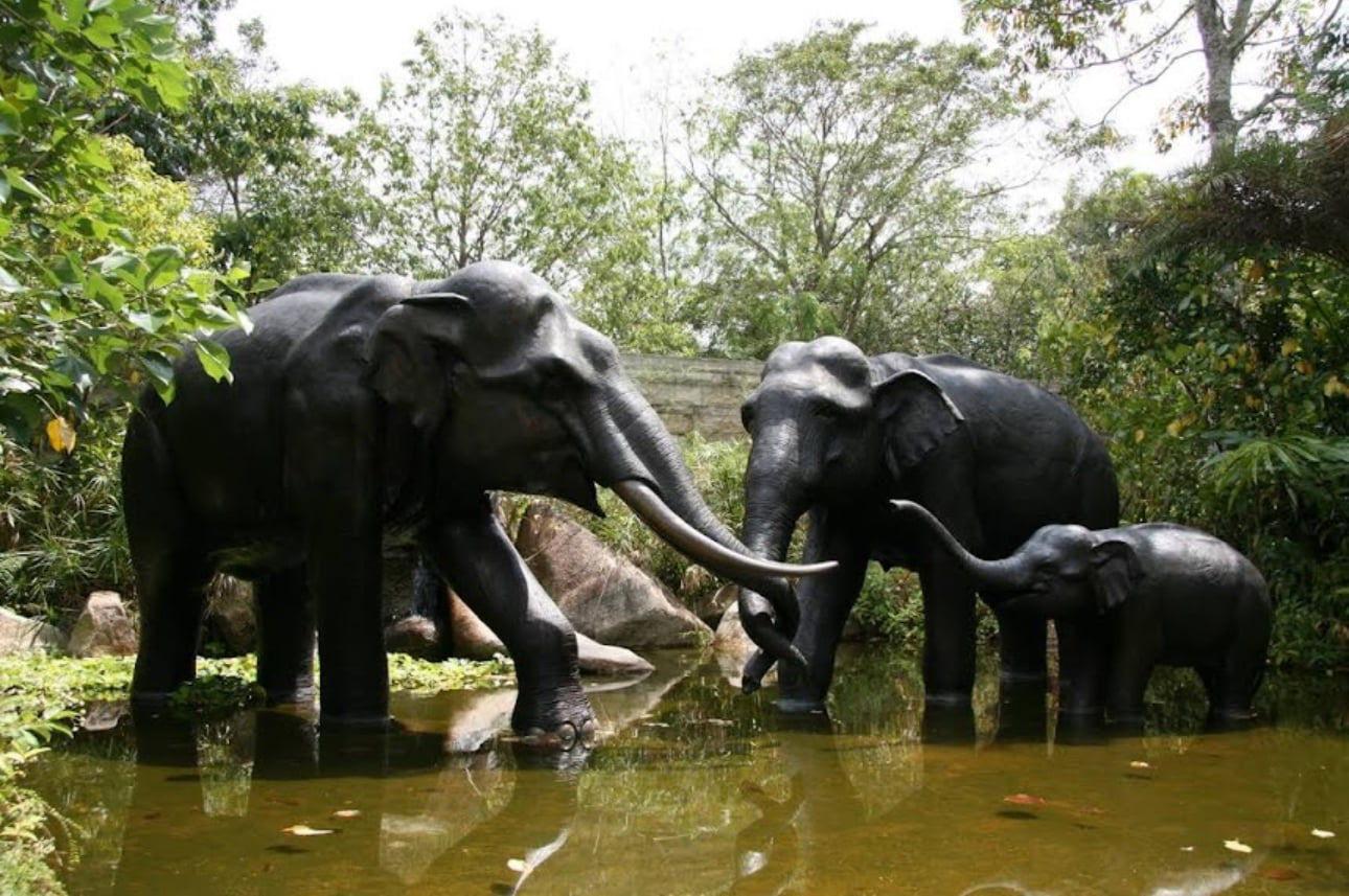 Asian elephants standing in shallow water among tropical trees